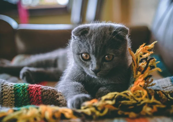 Nahaufnahme einer niedlichen grauen Katze, die tagsüber auf einer bunten Decke im Zimmer sitzt — Stockfoto
