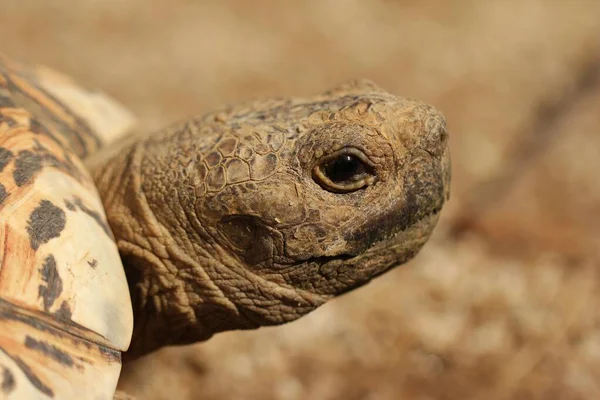 Zbliżenie skupione ujęcie brązowego żółwia na rozmytym tle w zoo Auckland — Zdjęcie stockowe
