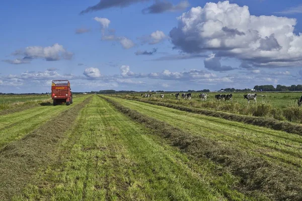 Ciągnik na polu rolniczym z krowami chodzącymi po bokach pod błękitnym niebem w dzień — Zdjęcie stockowe