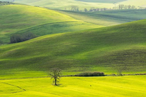 Plan Horizontal Beau Champ Vert Avec Des Collines Des Buissons — Photo