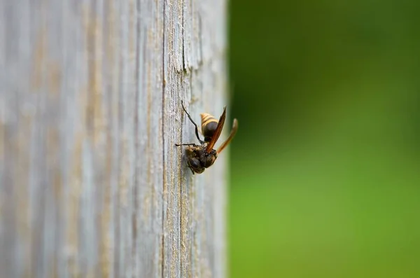 Gros plan d'une abeille sur une surface en bois avec un fond flou — Photo