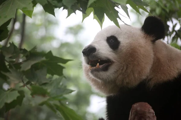 Közelkép egy aranyos fehér és fekete pandáról Chengdu-ban, Kínában. — Stock Fotó