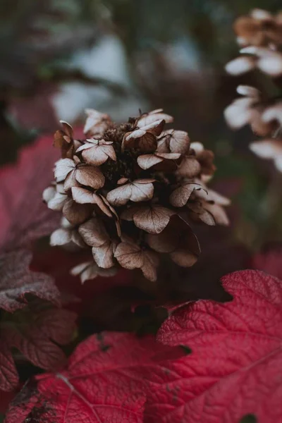 Closeup shot of a purple Grifola frondosa flower surrounded by purple leaves in a forest — Stock Photo, Image