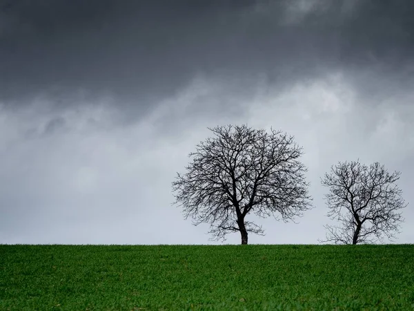 Beautiful shot of an empty grass field with two leafless trees and a cloudy sky in the background — Stock Photo, Image