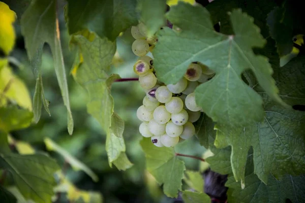 Closeup tiro focado de uma videira com uvas brancas maduras — Fotografia de Stock