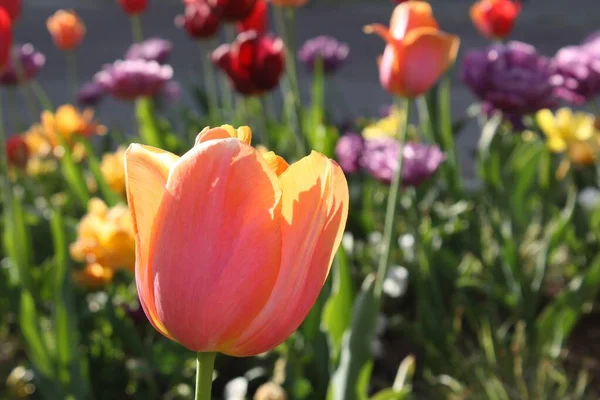 Gros plan d'un beau champ avec beaucoup de tulipes colorées aux feuilles vertes par une journée ensoleillée — Photo