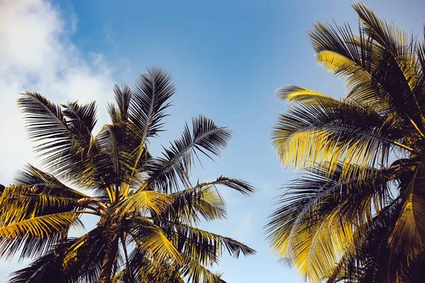 美丽的椰子树在晴朗的天空下拍出的照片- -很适合凉爽的背景 — 图库照片