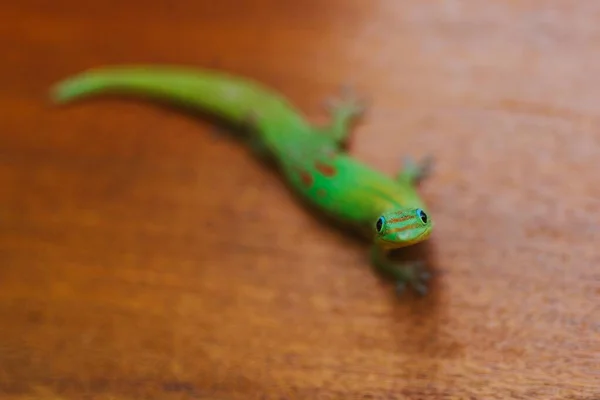 High Angle Closeup Shot Green Reptile Wooden Surface Daytime — Stock Photo, Image