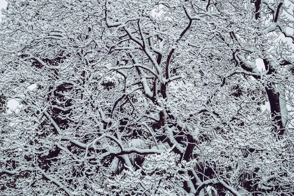 Zbliżenie Strzał Pięknej Śnieżnej Okolicy Zimie Gołymi Drzewami Pokrytymi Śniegiem — Zdjęcie stockowe