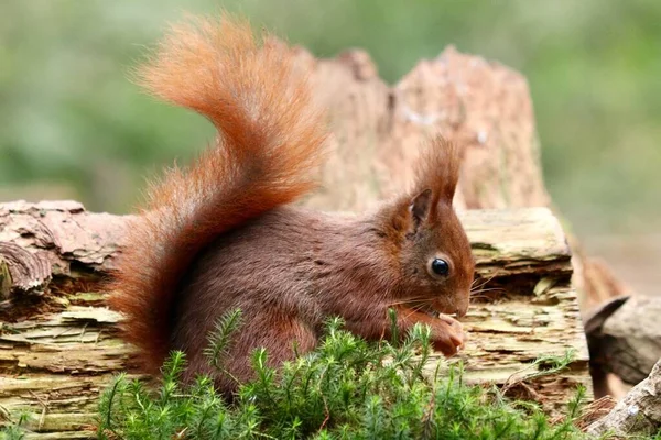 Ett Horisontellt Skott Söt Ekorre Nära Träbit Skogen — Stockfoto