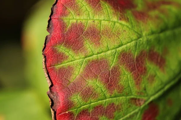 Горизонтальний крупним планом знімок красивого зеленого і червоного листя на розмитому фоні — стокове фото