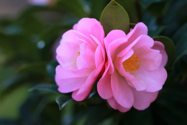 Skupione ujęcie pięknego różowo-płatkowego zimowego kwiatu kamelii z zielonymi liśćmi — Zdjęcie stockowe