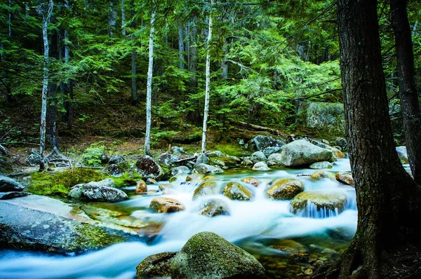 Majestátní les s vysokou hodnotou barev a světlé scenérie vypadá jako scéna z pohádky — Stock fotografie