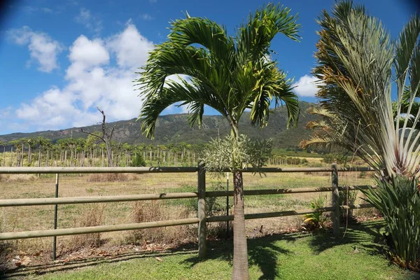 Recinzione in legno su un campo di erba verde circondato da palme sotto un cielo blu — Foto Stock
