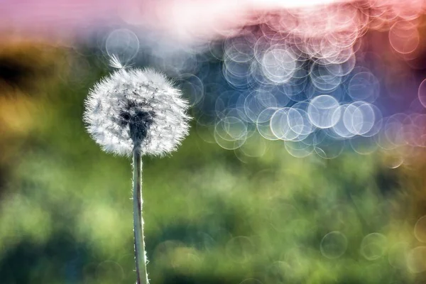 Primer plano de un diente de león con un fondo borroso, ideal para el fondo o un blog — Foto de Stock