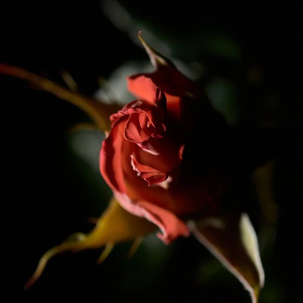 Overhead-Nahaufnahme einer roten Gartenrose mit verschwommenem Hintergrund — Stockfoto