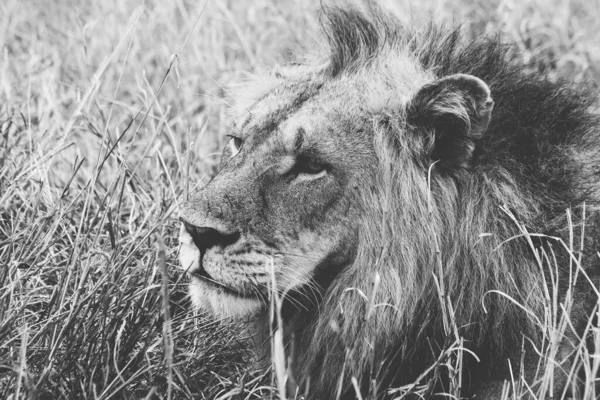 Primo piano in scala di grigi di un leone maschio seduto sull'erba - ottimo per uno sfondo bello — Foto Stock