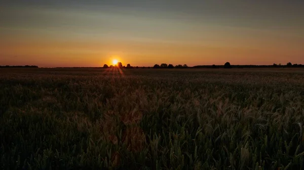 Amplio tiro de un campo de trigo con el sol brillando detrás de los árboles al atardecer — Foto de Stock