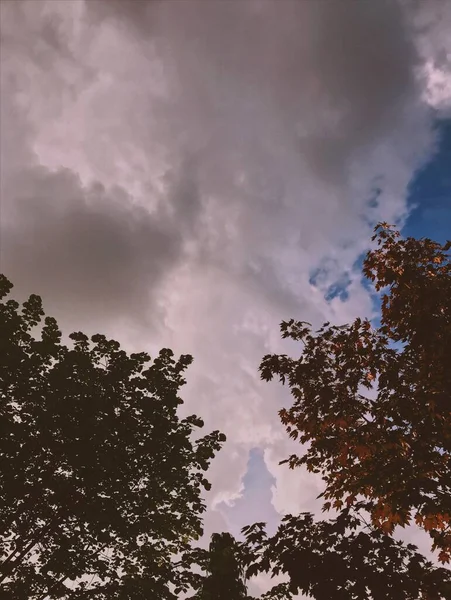 Vertical baixo ângulo silhueta tiro de belas árvores sob as nuvens de tirar o fôlego — Fotografia de Stock