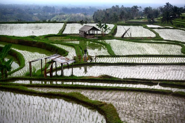 Plan grand angle de riz paddy à Bali, Indonésie, et une cabane en bois avec des palmiers en arrière-plan — Photo