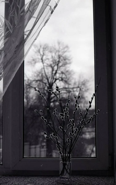 Vertikal skott av blommor i en glasburk nära fönstret i svart och vitt — Stockfoto