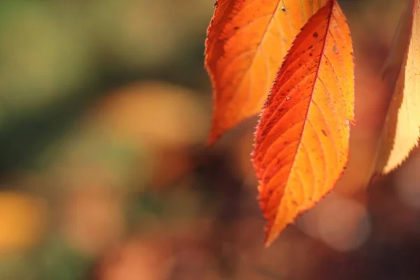 Horizontal closeup shot of dry red leaves on a blurred background — 스톡 사진