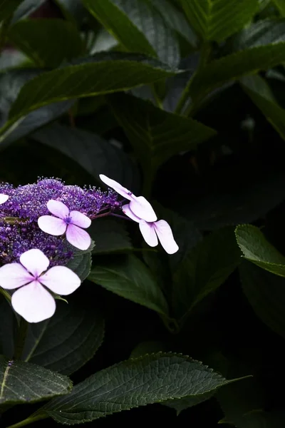 Vertical shot of a purple flower with green leaves in the background — Stock Photo, Image