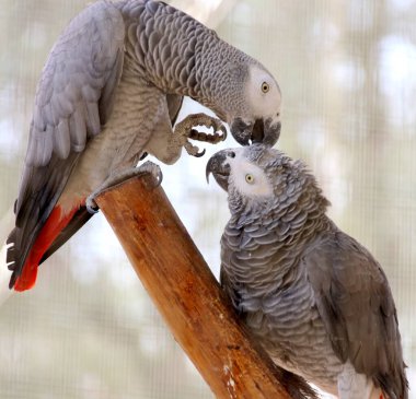 Two grey parrots sitting on a branch playing together with the one kissing the others' forehead clipart