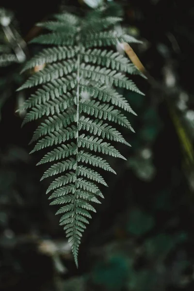 Κάθετη επιλεκτική εστίαση πλάνο από ένα εξωτικό πράσινο φύλλο σε μια τροπική μυστηριώδη ζούγκλα — Φωτογραφία Αρχείου