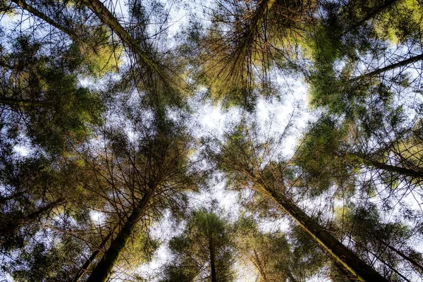 Baixo ângulo tiro de árvores folheadas verdes com um céu branco no fundo durante o dia — Fotografia de Stock