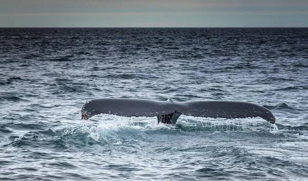 A horizontal greyscale shot of a whale tail in a wavey sea under the dark sky in Akureyri, Iceland