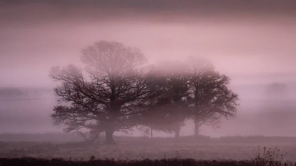 Wiese mit Bäumen im Nebel - Horror-Mystery-Konzept — Stockfoto