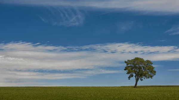 Krajina záběru klidného zeleného pole s osamělým stromem pod modrou oblohou. Ideální pro tapety — Stock fotografie