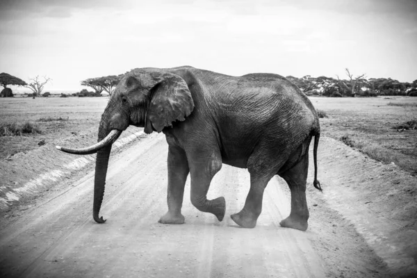 Belle photo en échelle grise d'un éléphant sur le terrain - idéal pour un article sur la faune — Photo