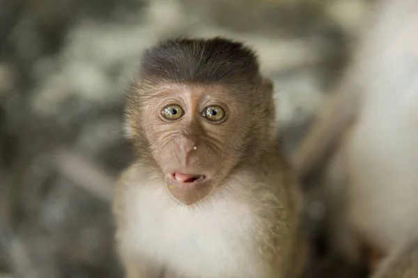 Penutup Selektif Terfokus Pada Gambar Monyet Lucu Dengan Latar Belakang — Stok Foto