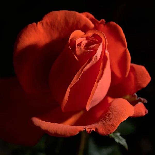 Closeup shot of a red garden rose with a blurred background at daytime — Stock Photo, Image