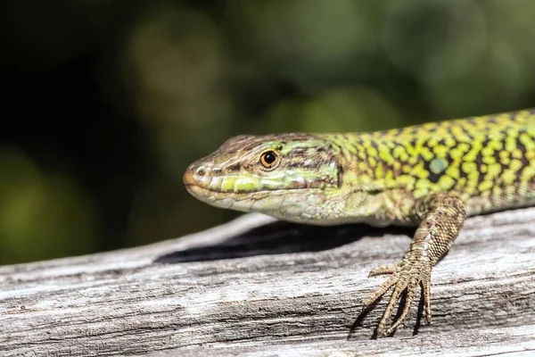 Primer plano enfocado de un lagarto en la madera con un fondo borroso —  Fotos de Stock