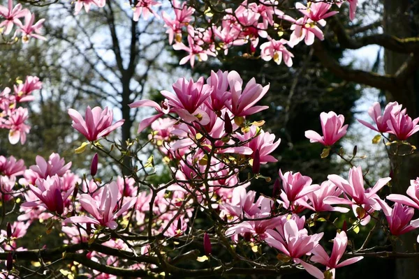 Horizontal shot of blossomed beautiful pink-petaled Chinese magnolia flower — Stock Photo, Image