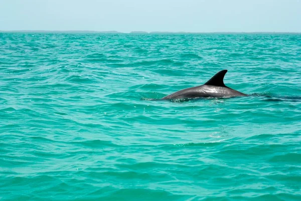 Vacker bild av en söt delfin simmar i havet - bra för en artikel om vattenlevande däggdjur — Stockfoto