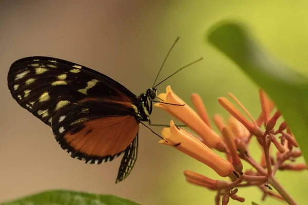 Gros plan concentré d'un papillon à pattes de brosse sur une belle fleur avec un fond flou — Photo