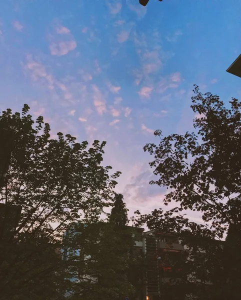 Uma Silhueta Vertical Belas Árvores Sob Deslumbrante Céu Nublado — Fotografia de Stock