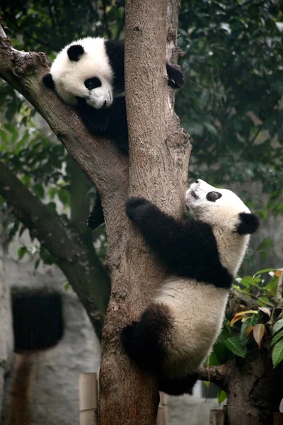 A vertical shot of two cute pandas climbing the tree in Chengdu, China