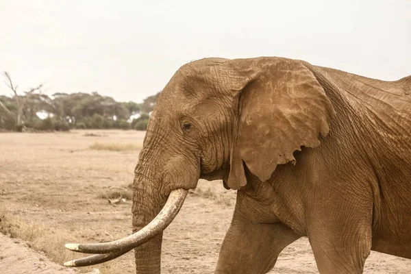 Tarladaki bir filin güzel bir fotoğrafı. Vahşi yaşam hakkında bir makale için harika. — Stok fotoğraf