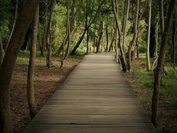 Hermosa toma de un sendero de madera en medio de un bosque con árboles de hoja verde — Foto de Stock