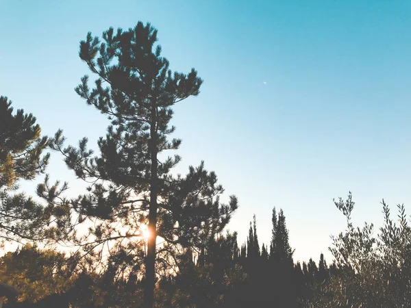 Krásná silueta stromů s jasným sluncem skrytým za nimi pod jasnou oblohou při západu slunce — Stock fotografie