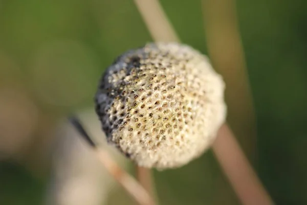 Close-up shot van een witte plant met een wazige achtergrond — Stockfoto