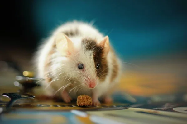 Shallow Focus Shot Cute White Hamster Eating Snack Blurred Background — Stock Photo, Image