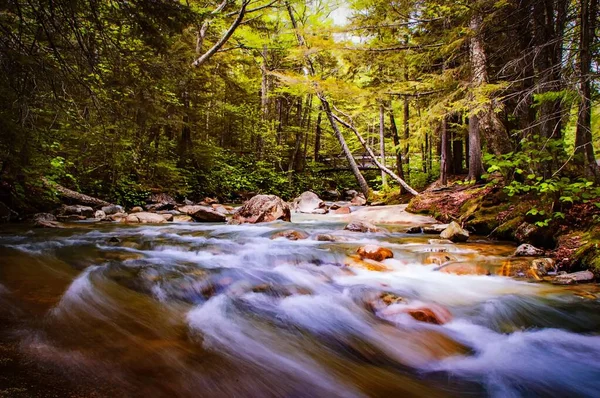 美丽的秋天森林，色彩斑斓，山水尽头有一座桥 — 图库照片