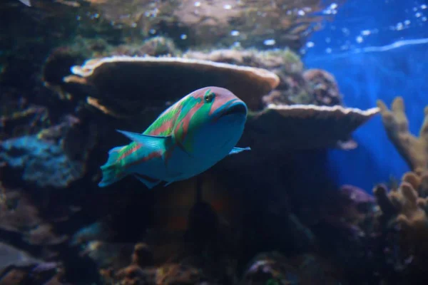 Selektivní Detailní Záběr Barevné Wrasse Ryby — Stock fotografie