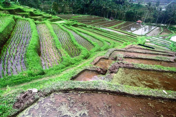 Gündüz vakti Endonezya, Bali 'de pirinç tarlasının yatay çekimi — Stok fotoğraf